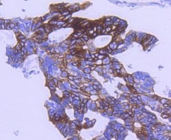 Invitrogen Phospho-GSK3B (Ser9) Recombinant Rabbit Monoclonal Antibody