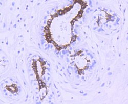Invitrogen Phospho-GSK3B (Ser9) Recombinant Rabbit Monoclonal Antibody