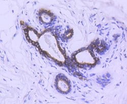 Invitrogen Phospho-GSK3B (Ser9) Recombinant Rabbit Monoclonal Antibody