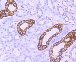 Invitrogen Phospho-GSK3B (Ser9) Recombinant Rabbit Monoclonal Antibody