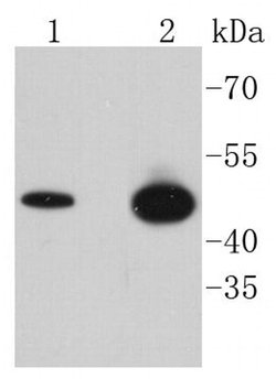Invitrogen Phospho-GSK3B (Ser9) Recombinant Rabbit Monoclonal Antibody