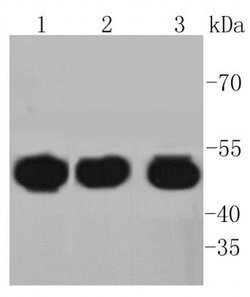 Invitrogen HAPLN1 Recombinant Rabbit Monoclonal Antibody (SY02-17) 100 &mu;L | Buy Online | Invitrogen&trade; | Fisher Scientific
