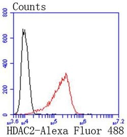 HDAC2 Recombinant Rabbit Monoclonal Antibody (SY29-02):Antibodies, Recombinant