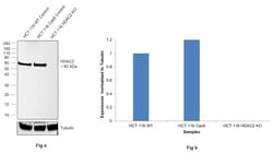 HDAC2 Recombinant Rabbit Monoclonal Antibody (SY29-02):Antibodies, Recombinant