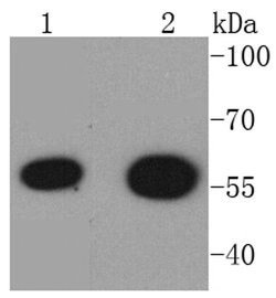 HDAC2 Recombinant Rabbit Monoclonal Antibody (SY29-02):Antibodies, Recombinant