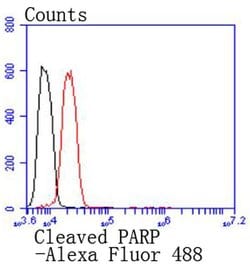 Invitrogen PARP1 (cleaved Asp214) Recombinant Rabbit Monoclonal Antibody