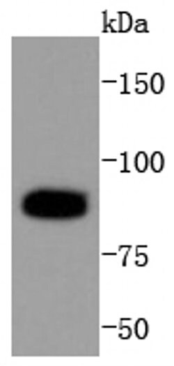 Invitrogen PARP1 (cleaved Asp214) Recombinant Rabbit Monoclonal Antibody