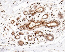 Invitrogen Phospho-HSF1 (Ser326) Recombinant Rabbit Monoclonal Antibody (SU31-03) 100 &mu;L | Buy Online | Invitrogen&trade; | Fisher Scientific
