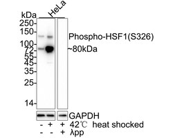 Invitrogen Phospho-HSF1 (Ser326) Recombinant Rabbit Monoclonal Antibody (SU31-03) 100 &mu;L | Buy Online | Invitrogen&trade; | Fisher Scientific