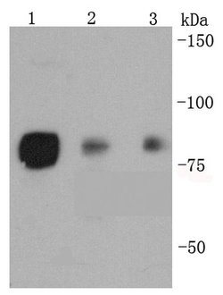 Invitrogen Phospho-HSF1 (Ser326) Recombinant Rabbit Monoclonal Antibody (SU31-03) 100 &mu;L | Buy Online | Invitrogen&trade; | Fisher Scientific