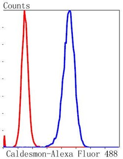 Caldesmon Recombinant Rabbit Monoclonal Antibody (SU03-19):Antibodies,