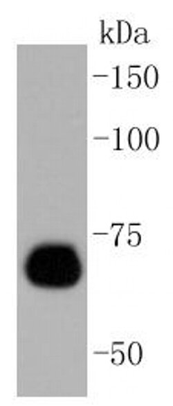 Caldesmon Recombinant Rabbit Monoclonal Antibody (SU03-19):Antibodies,