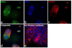 Invitrogen BAK Recombinant Rabbit Monoclonal Antibody (SU32-07) 100 &mu;L;
