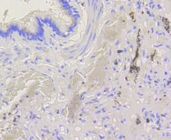 Invitrogen BAK Recombinant Rabbit Monoclonal Antibody (SU32-07) 100 &mu;L;