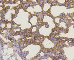 Invitrogen BAK Recombinant Rabbit Monoclonal Antibody (SU32-07) 100 &mu;L;