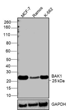 Invitrogen BAK Recombinant Rabbit Monoclonal Antibody (SU32-07) 100 &mu;L;