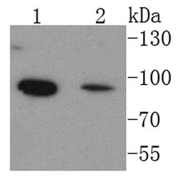 Invitrogen FOXO1 Recombinant Rabbit Monoclonal Antibody (SU33-01) 100 &mu;L;