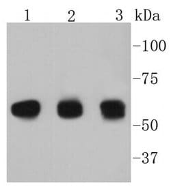 Invitrogen Cyclin B1 Recombinant Rabbit Monoclonal Antibody (SU33-03) 100 &mu;L | Buy Online | Invitrogen&trade; | Fisher Scientific