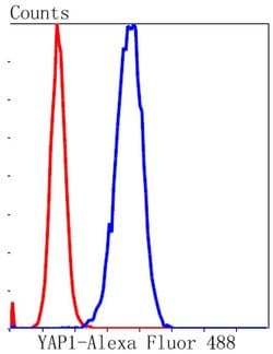 Invitrogen YAP1 Recombinant Rabbit Monoclonal Antibody (SU33-06) 100 &mu;L;