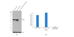 Invitrogen Cytokeratin 8 Recombinant Rabbit Monoclonal Antibody (SU0338)