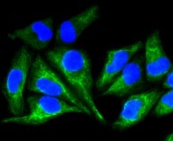 Cytokeratin 8 Recombinant Rabbit Monoclonal Antibody (SU0338), Invitrogen&trade; 100 &mu;L; Unconjugated 