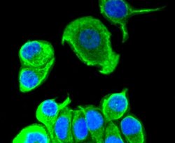 Cytokeratin 8 Recombinant Rabbit Monoclonal Antibody (SU0338), Invitrogen&trade; 100 &mu;L; Unconjugated 