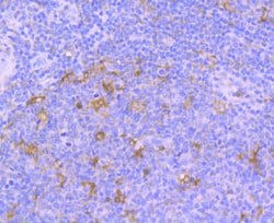 Invitrogen TrkA Recombinant Rabbit Monoclonal Antibody (SU0354) 100 &mu;L;