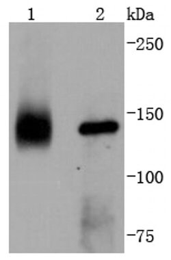 Invitrogen TrkA Recombinant Rabbit Monoclonal Antibody (SU0354) 100 &mu;L;