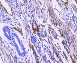 Invitrogen CD90 (Thy1) Recombinant Rabbit Monoclonal Antibody (SU35-07) 100 &mu;L | Buy Online | Invitrogen&trade; | Fisher Scientific