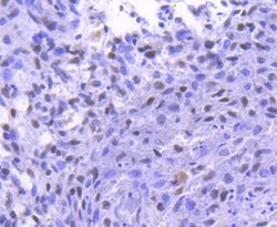 Invitrogen Phospho-RSK1 (Thr359, Ser363) Recombinant Rabbit Monoclonal