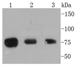 Invitrogen Phospho-RSK1 (Thr359, Ser363) Recombinant Rabbit Monoclonal