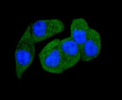 Invitrogen Phospho-PAK1/2/3 (Ser144, Ser141, Ser139) Recombinant Rabbit
