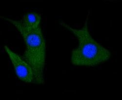 Invitrogen Phospho-PAK1/2/3 (Ser144, Ser141, Ser139) Recombinant Rabbit