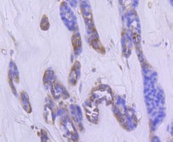 Invitrogen Phospho-PAK1/2/3 (Ser144, Ser141, Ser139) Recombinant Rabbit