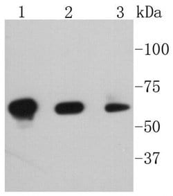 Invitrogen Phospho-PAK1/2/3 (Ser144, Ser141, Ser139) Recombinant Rabbit