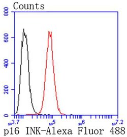 Invitrogen p16INK4a Recombinant Rabbit Monoclonal Antibody (SU0702) 100
