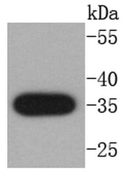 Invitrogen Active/Pro-Caspase 3 Recombinant Rabbit Monoclonal Antibody