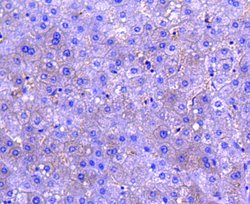 Invitrogen M-CSF Recombinant Rabbit Monoclonal Antibody (SU0413) 100 &mu;L;