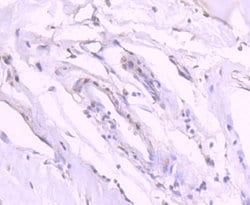 Invitrogen Phospho-GATA3 (Ser308) Recombinant Rabbit Monoclonal Antibody