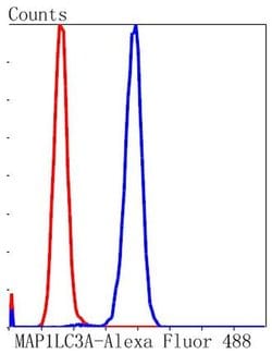 Invitrogen LC3A Recombinant Rabbit Monoclonal Antibody (ST47-03) 100 &mu;L;