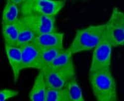 Invitrogen LC3A Recombinant Rabbit Monoclonal Antibody (ST47-03) 100 &mu;L;