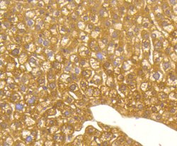 Invitrogen LC3A Recombinant Rabbit Monoclonal Antibody (ST47-03) 100 &mu;L;