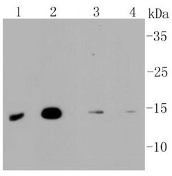 Invitrogen LC3A Recombinant Rabbit Monoclonal Antibody (ST47-03) 100 &mu;L;