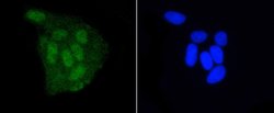 Invitrogen DGCR8 Recombinant Rabbit Monoclonal Antibody (ST04-79) 100 &mu;L;