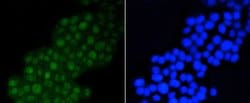 Invitrogen DGCR8 Recombinant Rabbit Monoclonal Antibody (ST04-79) 100 &mu;L;