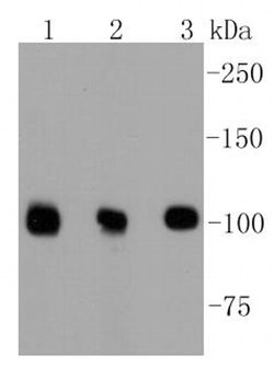 Invitrogen DGCR8 Recombinant Rabbit Monoclonal Antibody (ST04-79) 100 &mu;L;