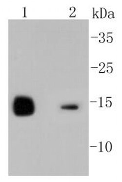Invitrogen Lysozyme Recombinant Rabbit Monoclonal Antibody (ST50-02) 100