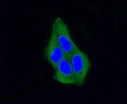 Invitrogen beta Arrestin 1 Recombinant Rabbit Monoclonal Antibody (ST51-08) 100 &mu;L | Buy Online | Invitrogen&trade; | Fisher Scientific