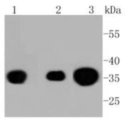 Invitrogen Phospho-PP2A alpha (Tyr307) Recombinant Rabbit Monoclonal Antibody (ST49-05) 100 &mu;L | Buy Online | Invitrogen&trade; | Fisher Scientific