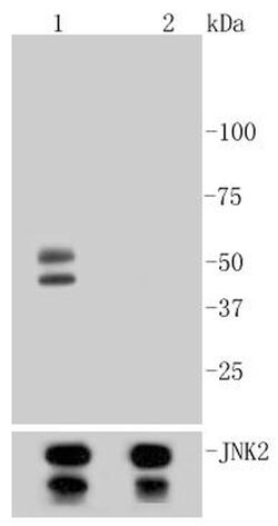Invitrogen Phospho-JNK1/JNK2/JNK3 (Thr183, Thr221) Recombinant Rabbit Monoclonal